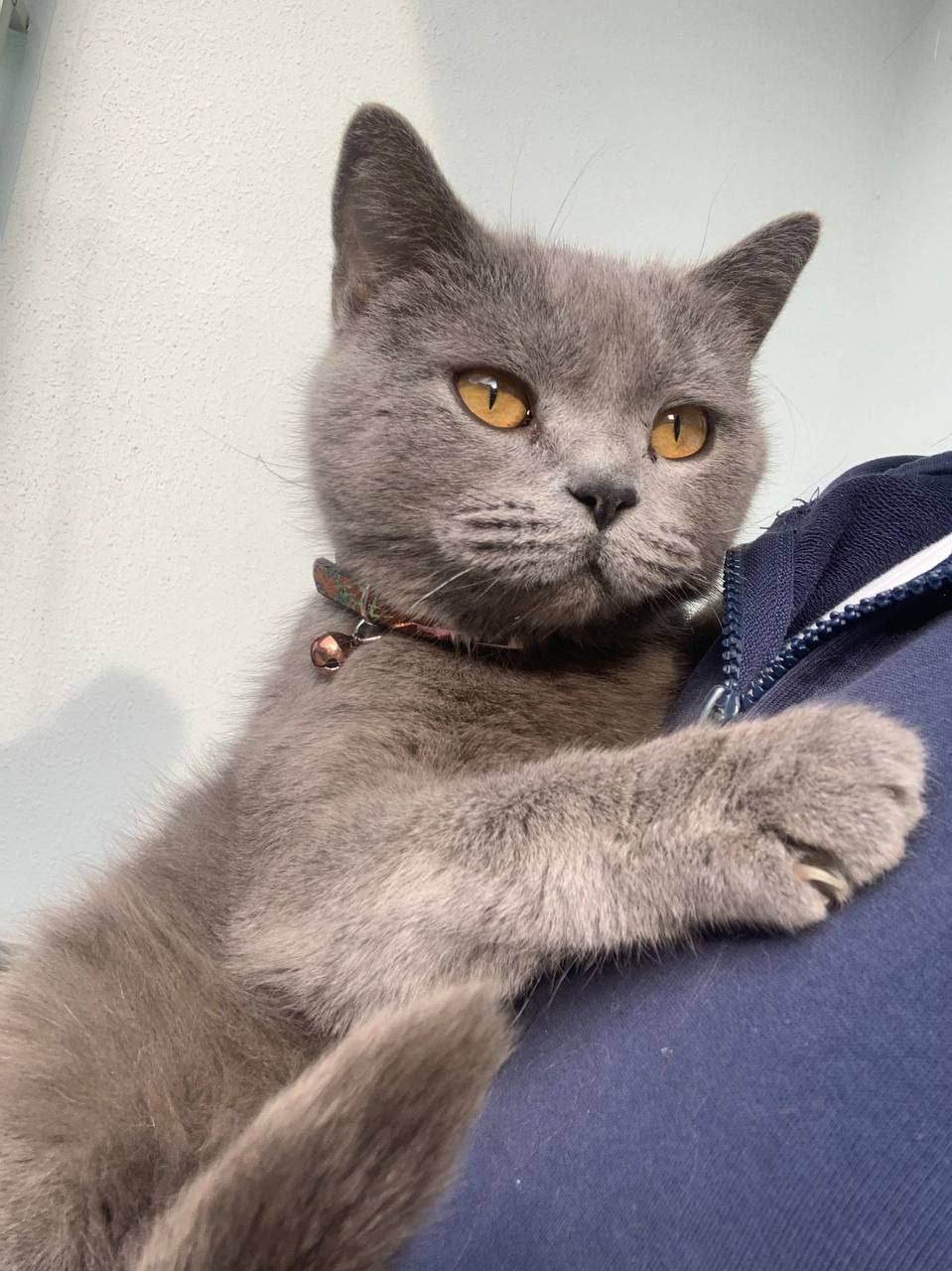 Cute cat
