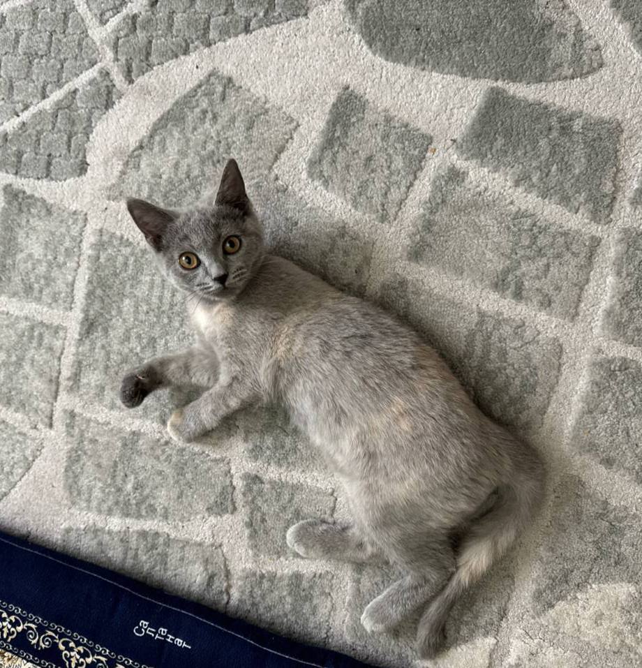 Cute cat