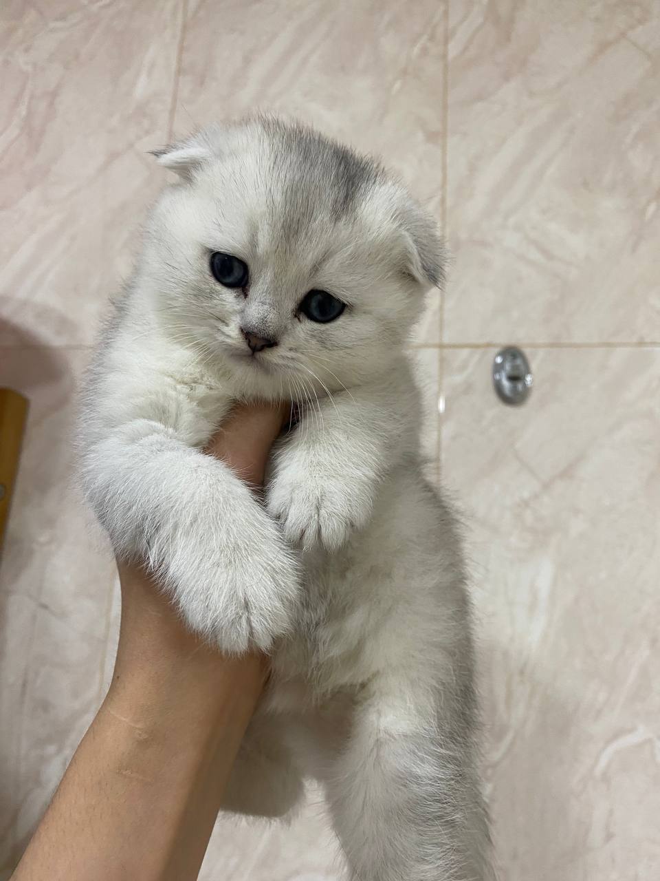 Cute cat