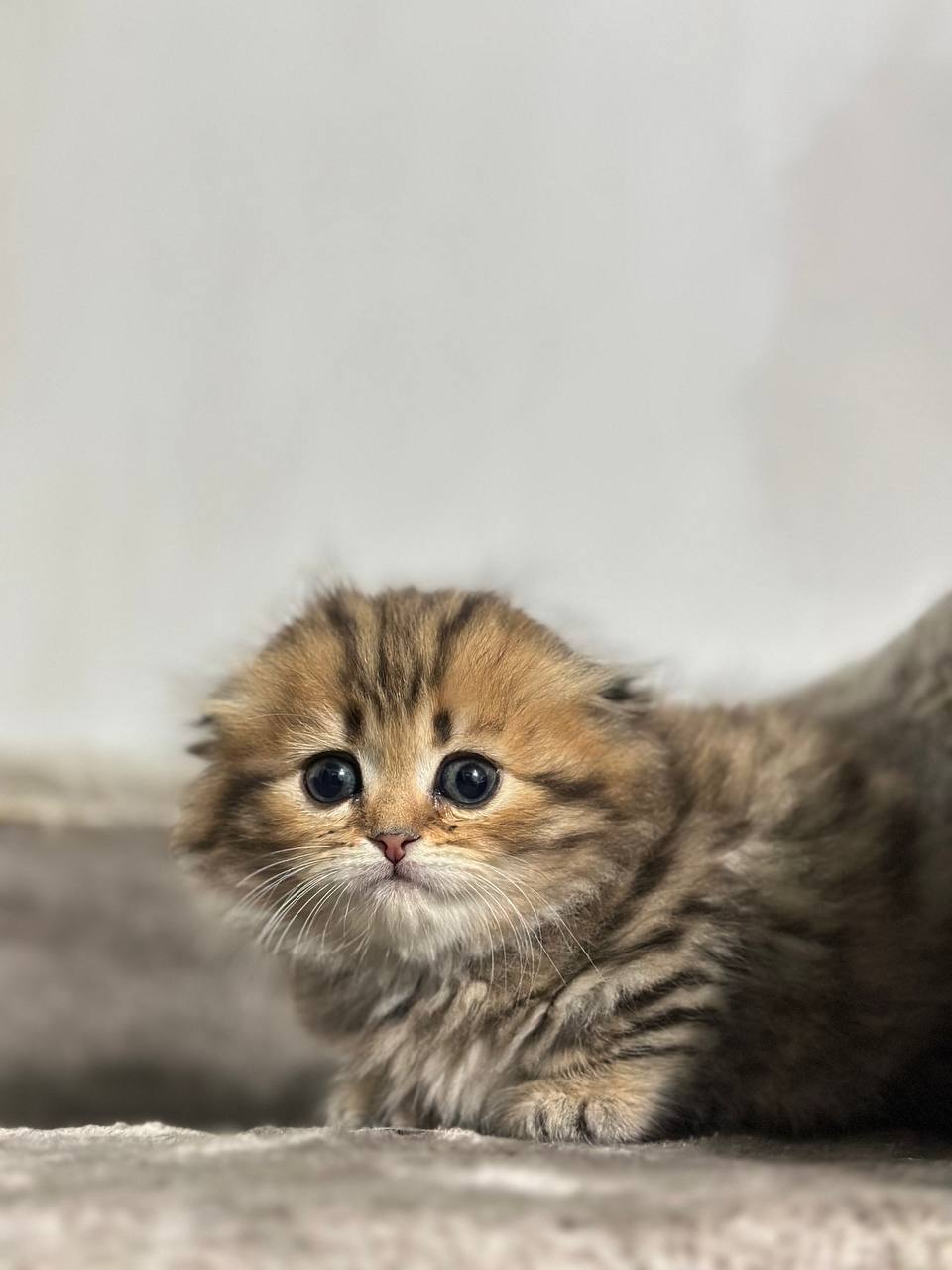 Cute cat