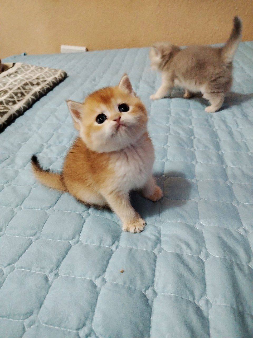 Cute cat